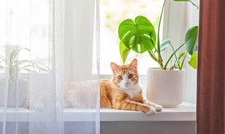Red cat sits on the window and house plants on the windowsill. Domestic pet kitten resting on the windowsill at home in sunny day.