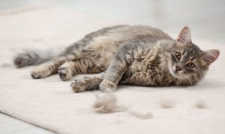 Cute cat and pet hair on carpet indoors
