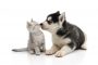 Cute puppy kissing kitten on white background isolated
