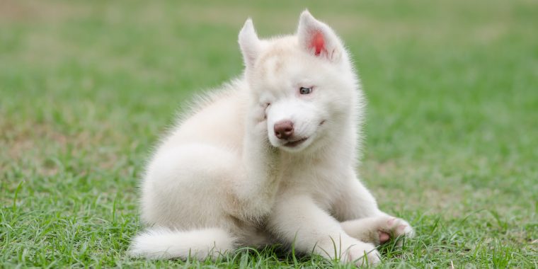 Cute siberian husky puppy scratching on green grass