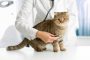 Cat in veterinarian clinic checkup