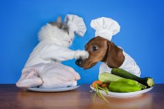 cat and dachshund going to the kitchen to cook chicken