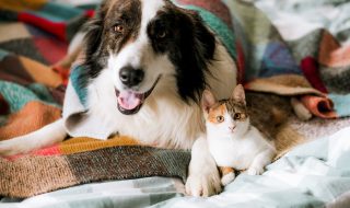 cute little cat and dog in bed at home