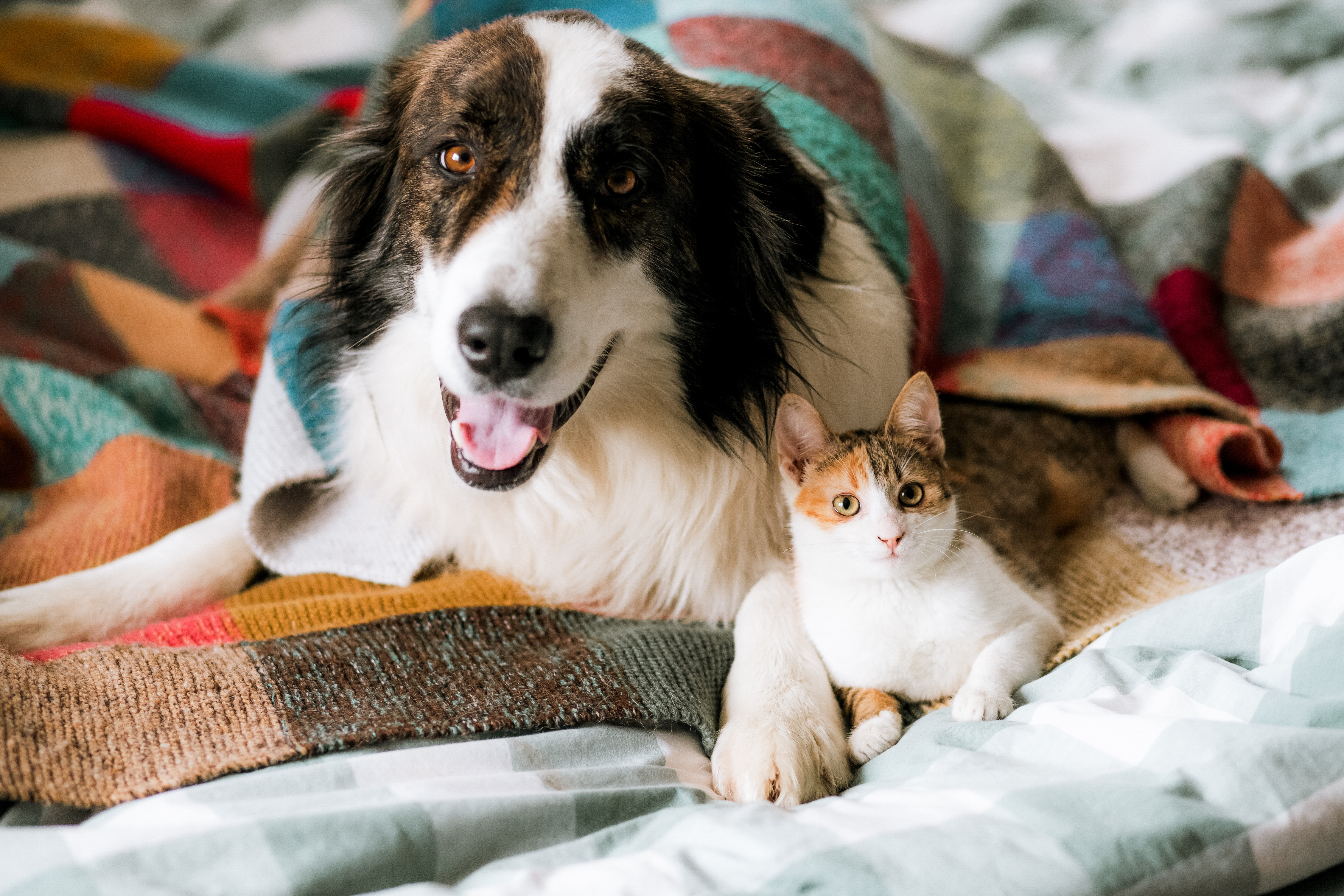 cute little cat and dog in bed at home