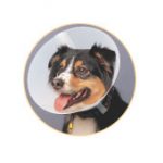 dog_collar