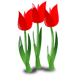 tulips